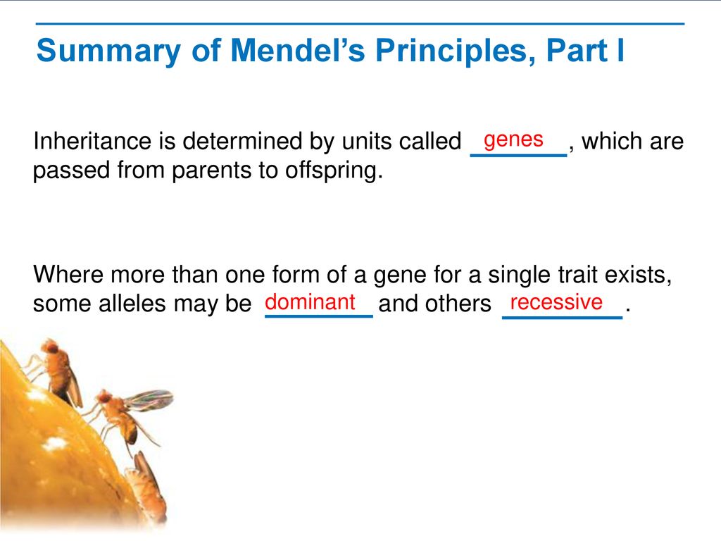Summary of Mendel’s Principles, Part I