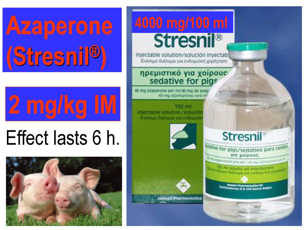 Azaperone (Stresnil®) 4000 mg/100 ml 2 mg/kg IM Effect lasts 6 h.