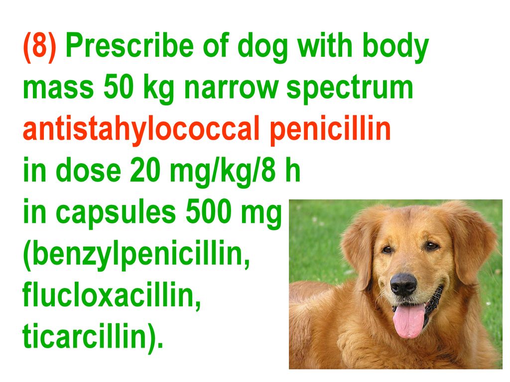 (8) Prescribe of dog with body