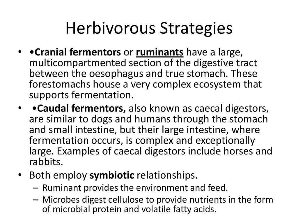 Herbivorous Strategies - ppt download