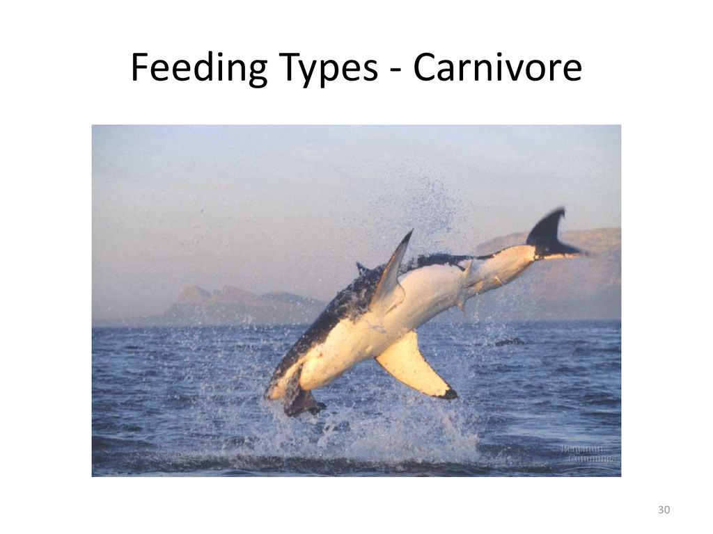 Feeding Types - Carnivore