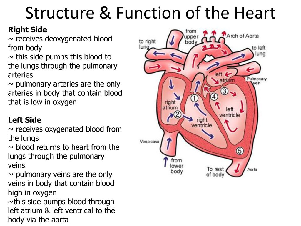 Structure function heart ppt download