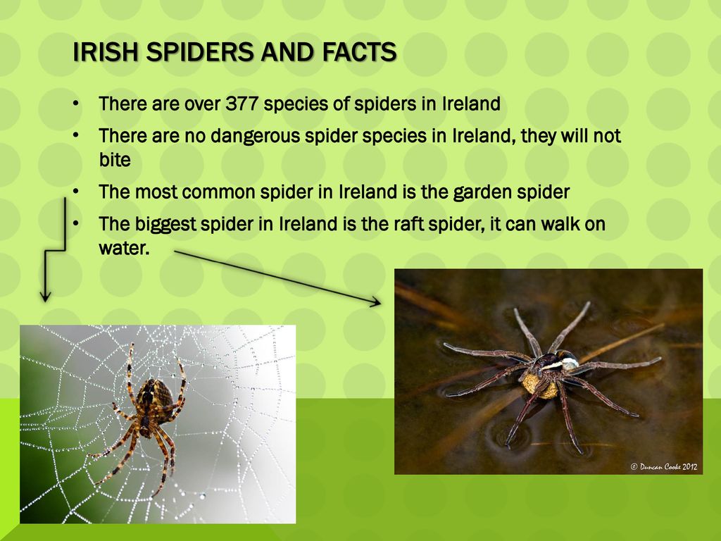 The Life Cycle Of A Spider Ppt Download