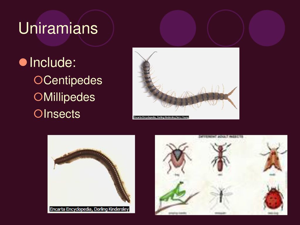 ANIMAL PHYLA. - ppt download