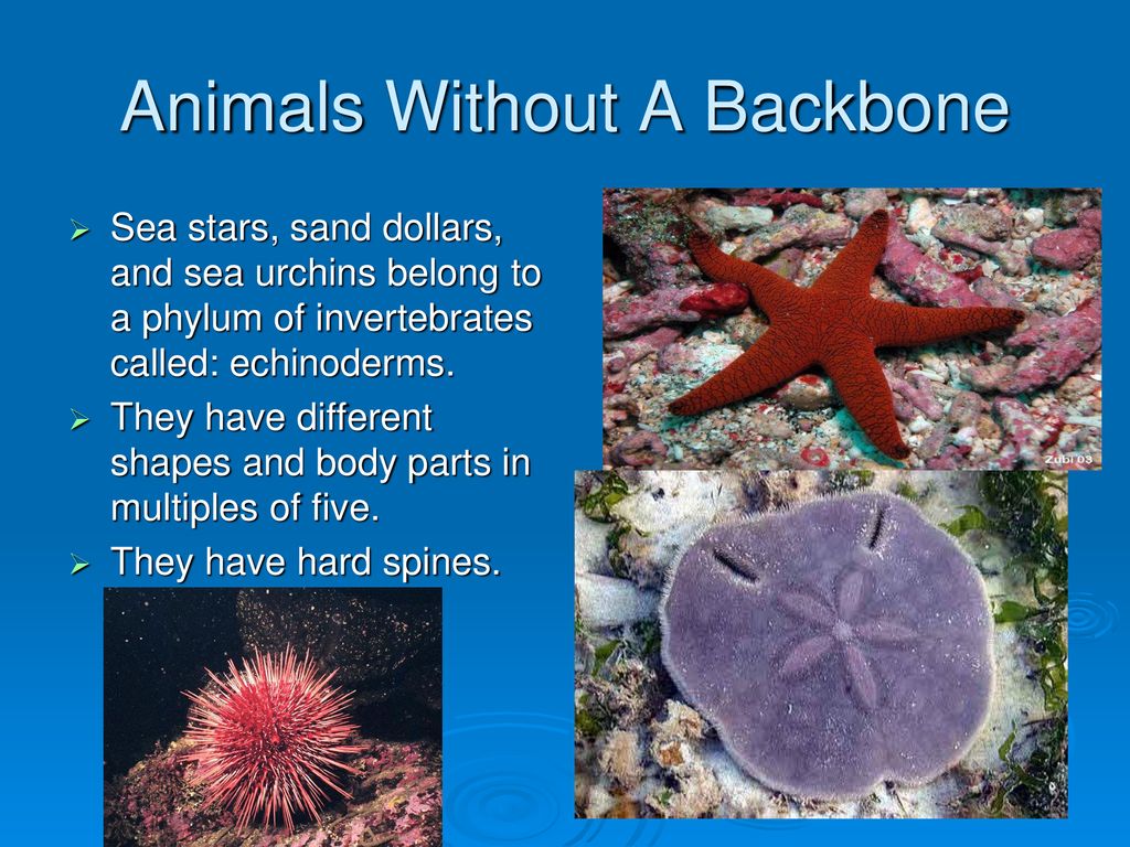 What are Vertebrates and Invertebrates? - ppt download