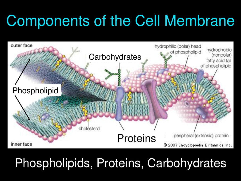 Cell Membrane Part ppt download