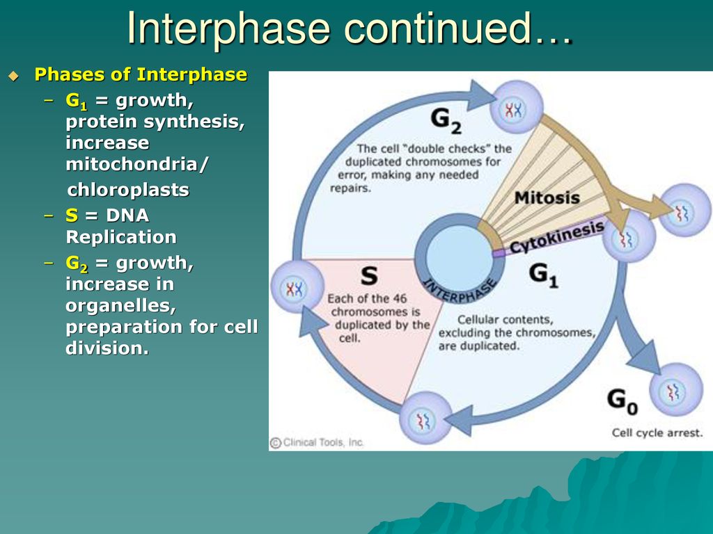 Topic 1: Cells. Biology Diagrams