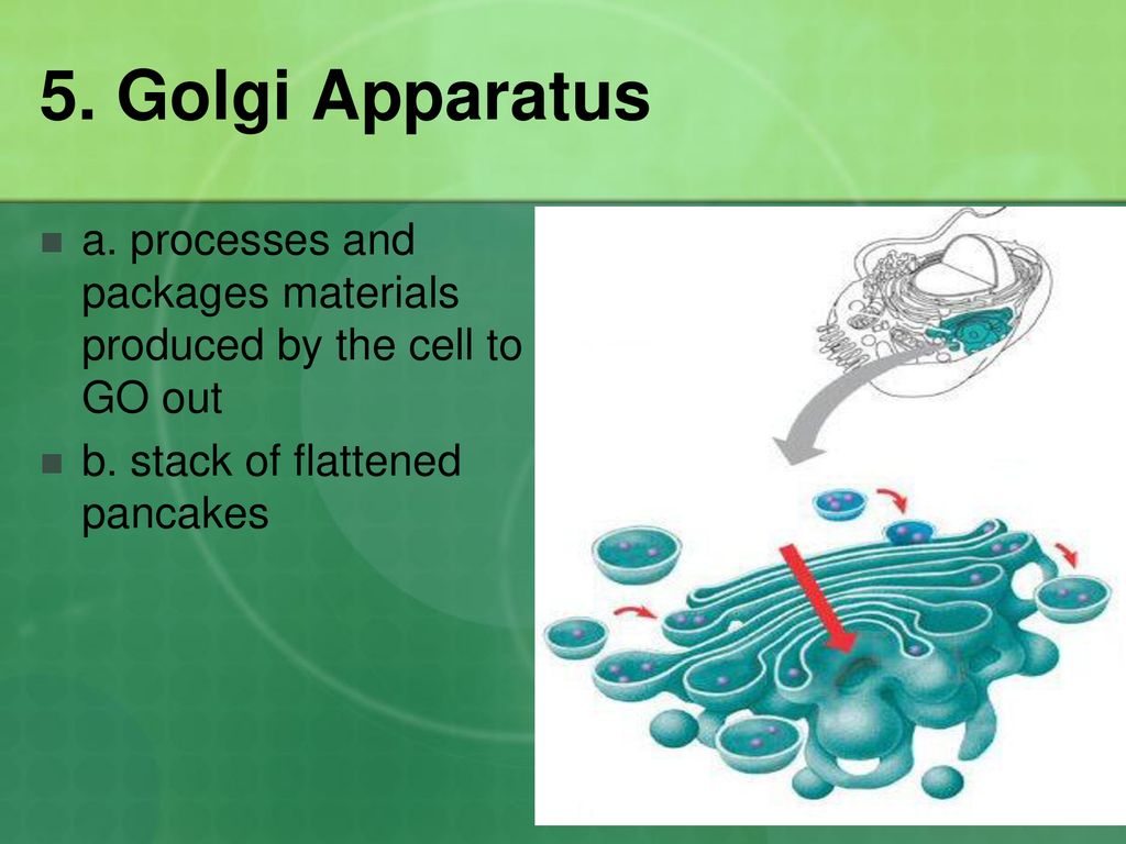 Fill in the chart in your notes. Biology Diagrams
