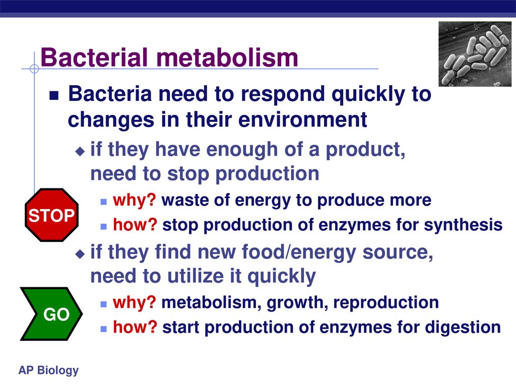 Bacterial metabolism Bacteria need to respond quickly to changes in their environment. if they have enough of a product, need to stop production.