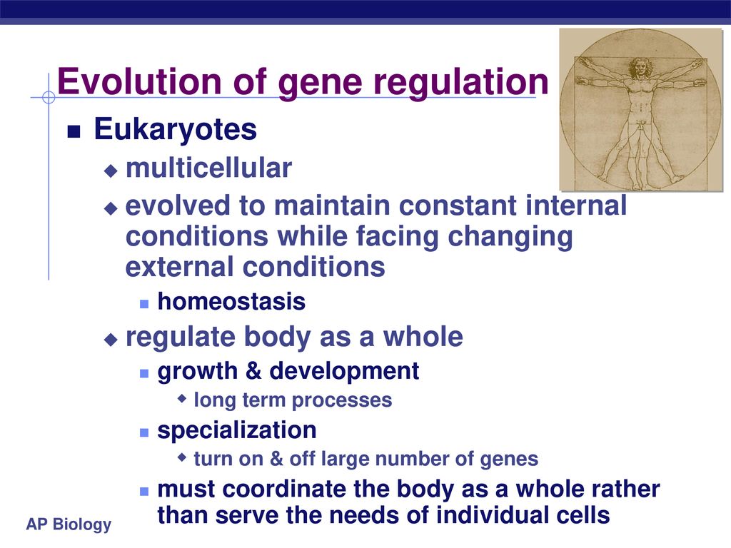 Evolution of gene regulation
