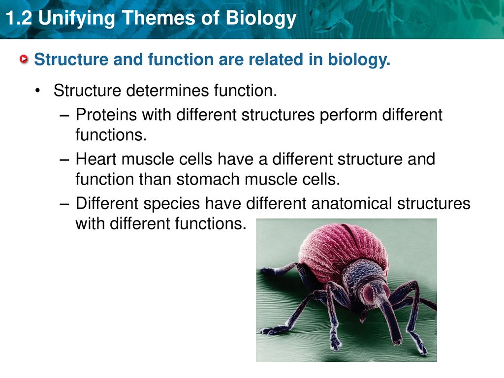 Structure and function are related in biology.