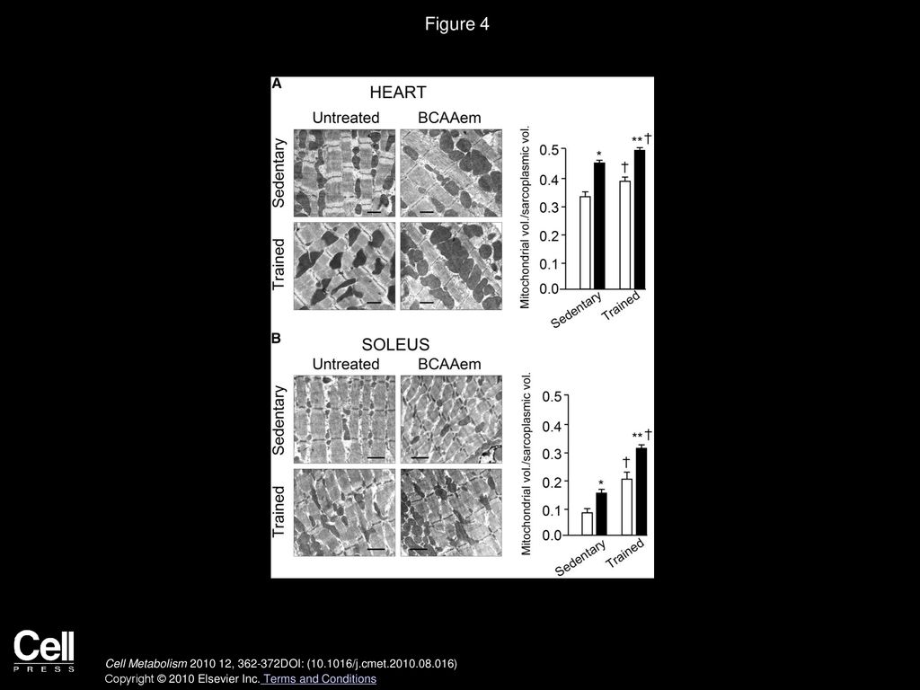 Figure 4 BCAAem Supplementation Increases Mitochondrial Mass in Cardiac and Skeletal Muscles of Middle-Aged Mice.