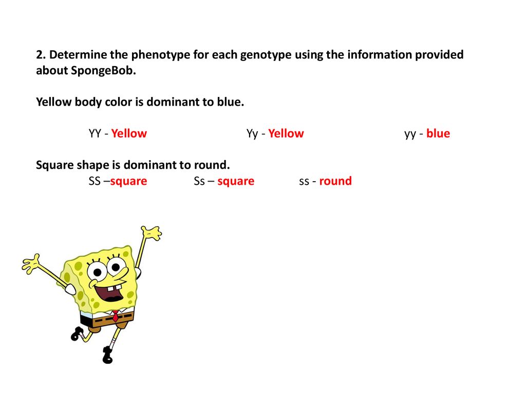 SpongeBob Genetics 1 & 2 PPT created by Liz ppt download