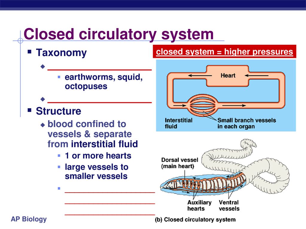 Closed circulatory system