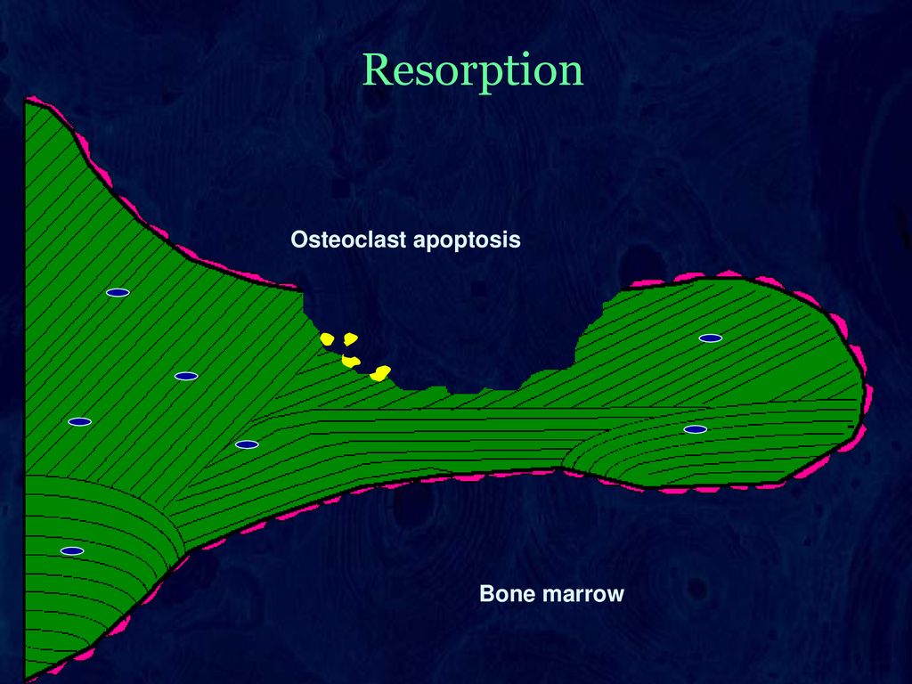 Resorption Osteoclast apoptosis Bone marrow