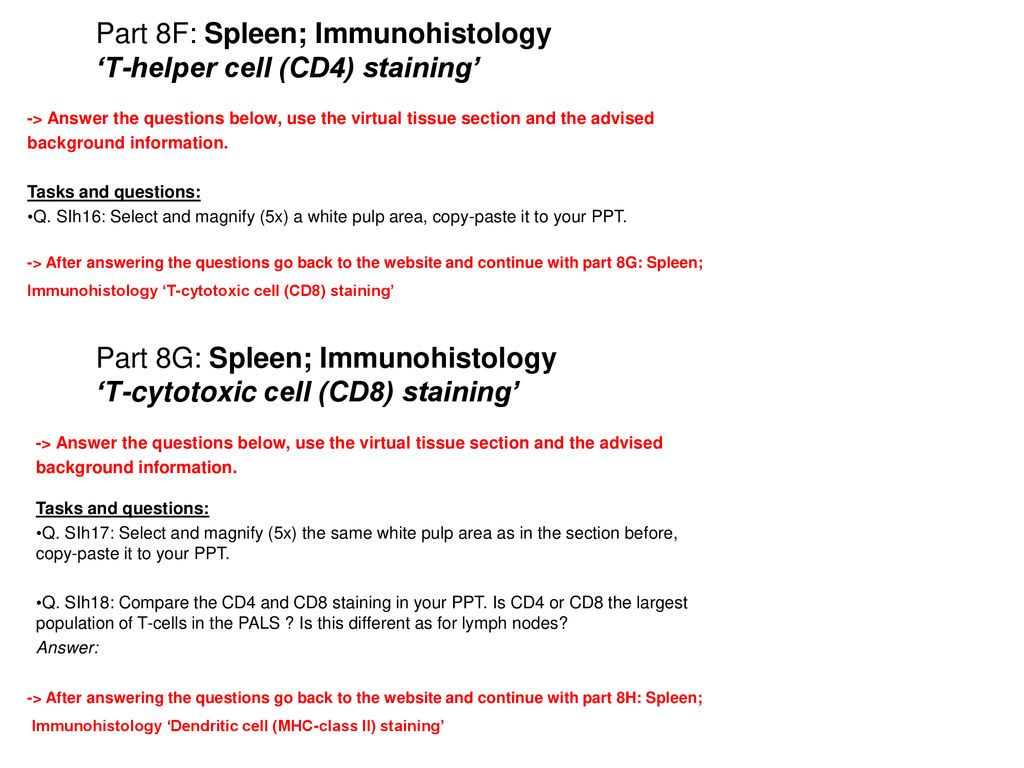 Part 8F: Spleen; Immunohistology ‘T-helper cell (CD4) staining’