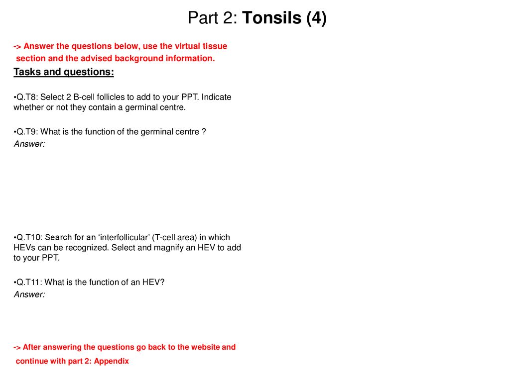 Part 2: Tonsils (4) Tasks and questions: