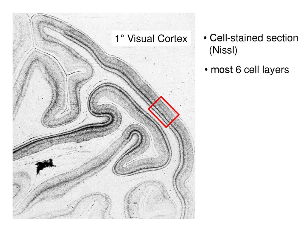 1° Visual Cortex • Cell-stained section (Nissl) • most 6 cell layers