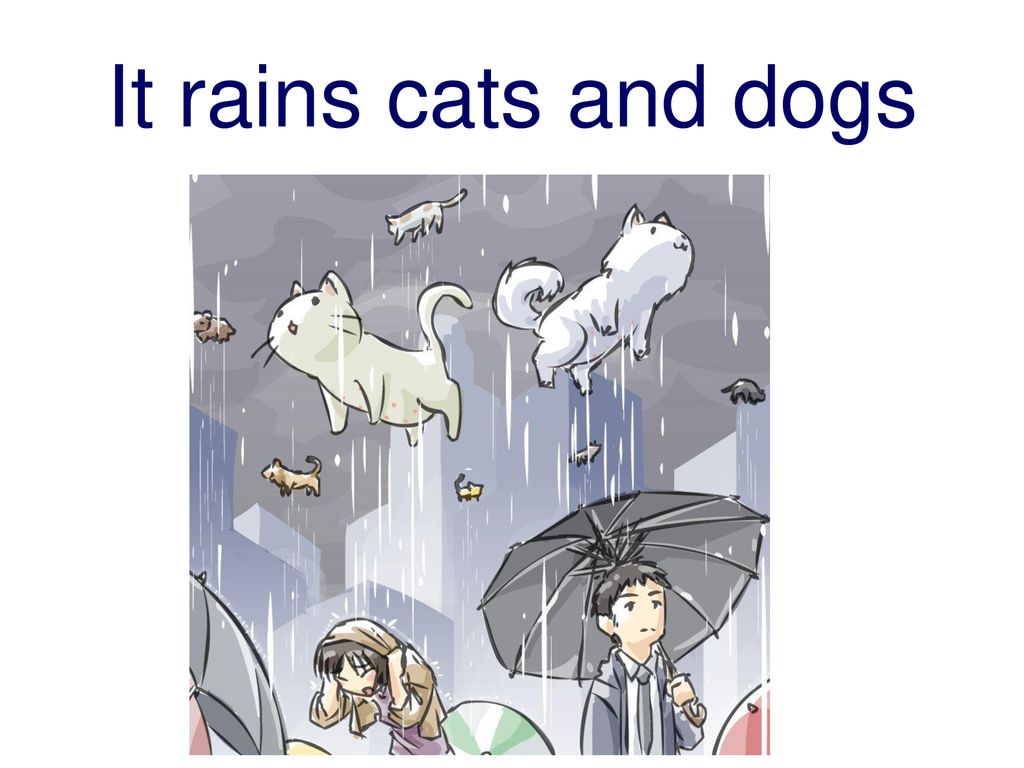 Is it raining ответ. Идиомы raining Cats and Dogs. Идиомы it's raining Cats and Dogs. Rain Cats and Dogs идиомы. Cats and Dogs идиома.