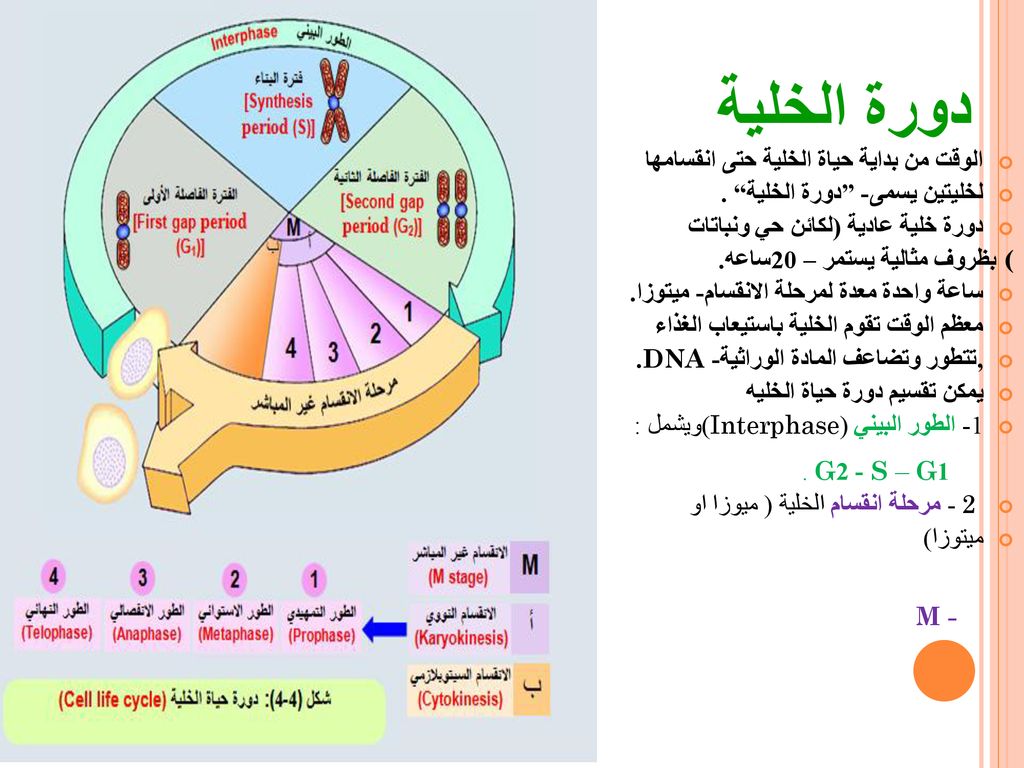 مدونة ثالث علمي الفصل الدراسي الأول الفصل الثالث التكاثر الخلوي