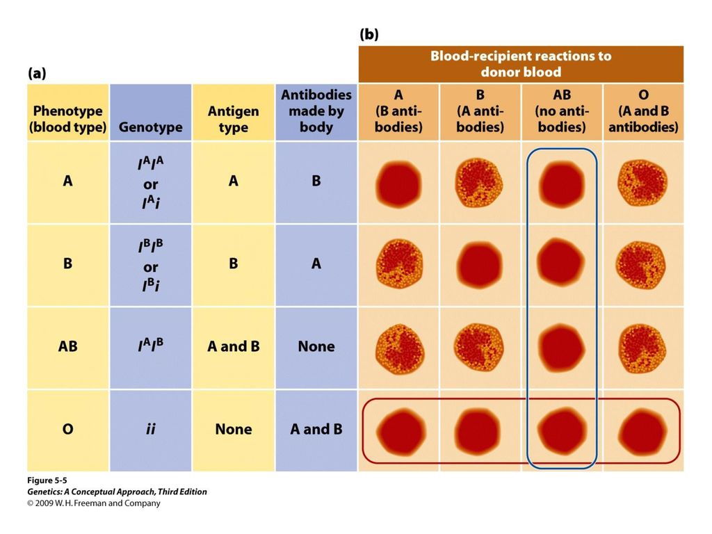 Тест определяющий группу крови. Изогемагглютинирующие сыворотки групп крови. Группа крови по цвету. Цвет первой группы крови. Таблица определения группы крови.