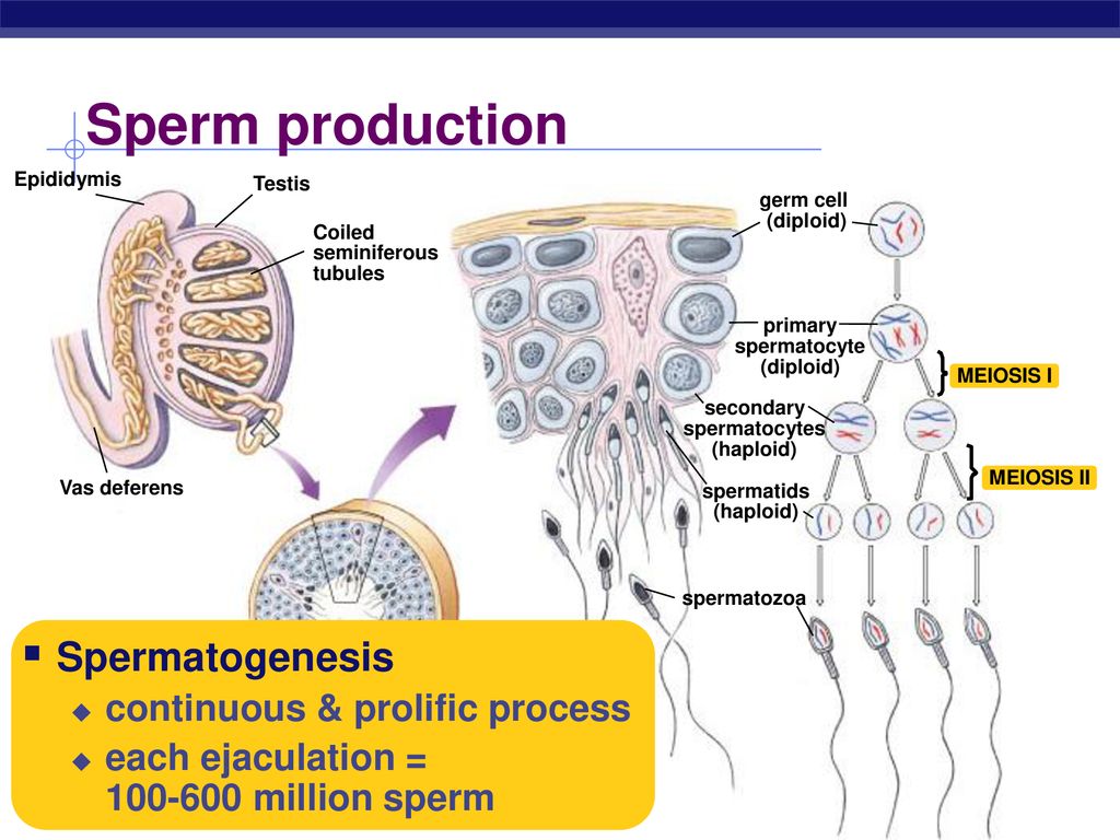 Meiosis & Sexual Reproduction - ppt download