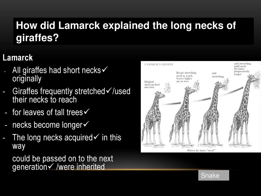 Modification by descent (homologous structures) - ppt download