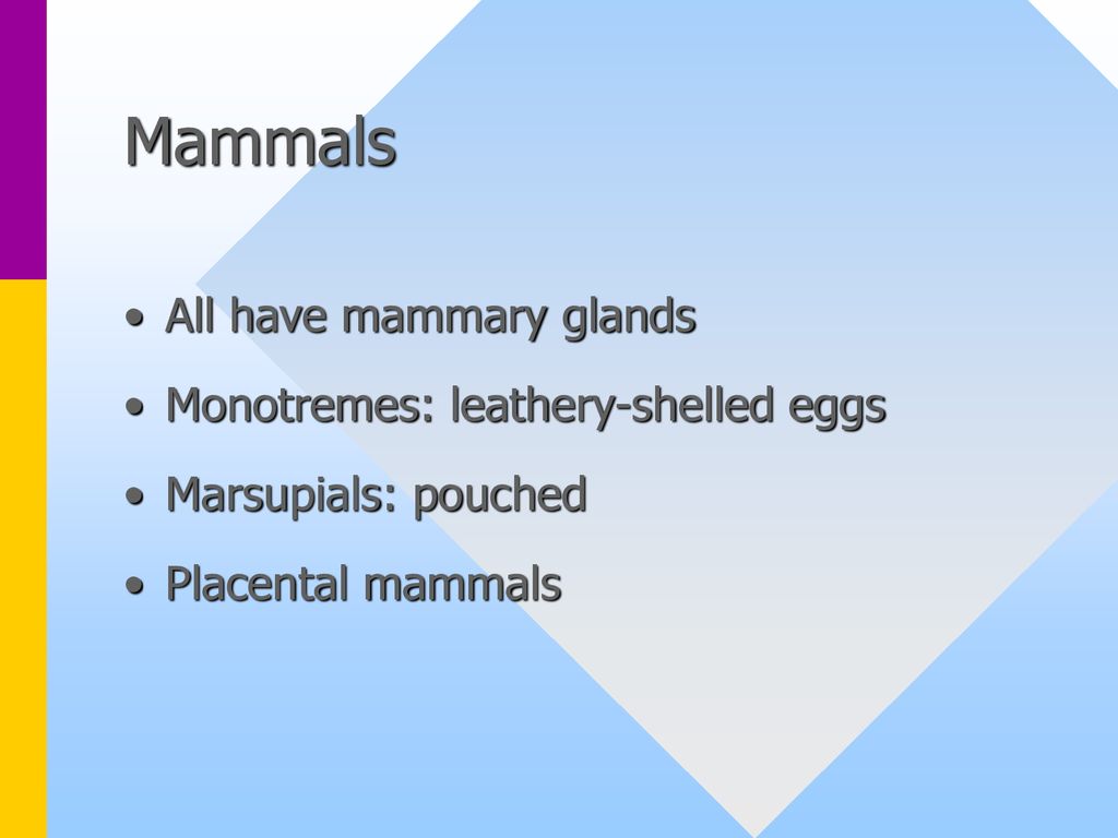 A Survey of Living Vertebrates - ppt download