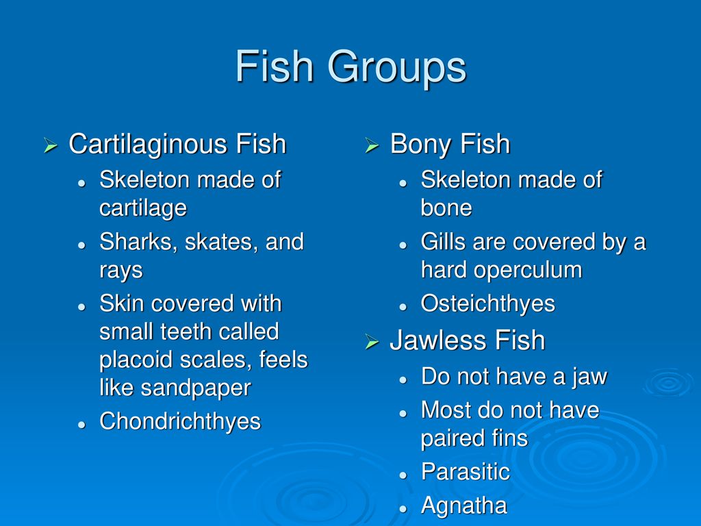 Biodiversity Animal Groups. - ppt download