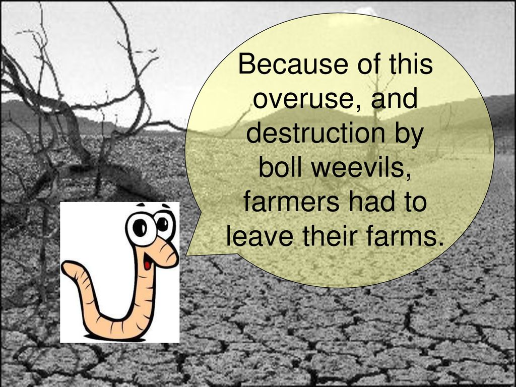 Because of this overuse, and destruction by boll weevils, farmers had to leave their farms.