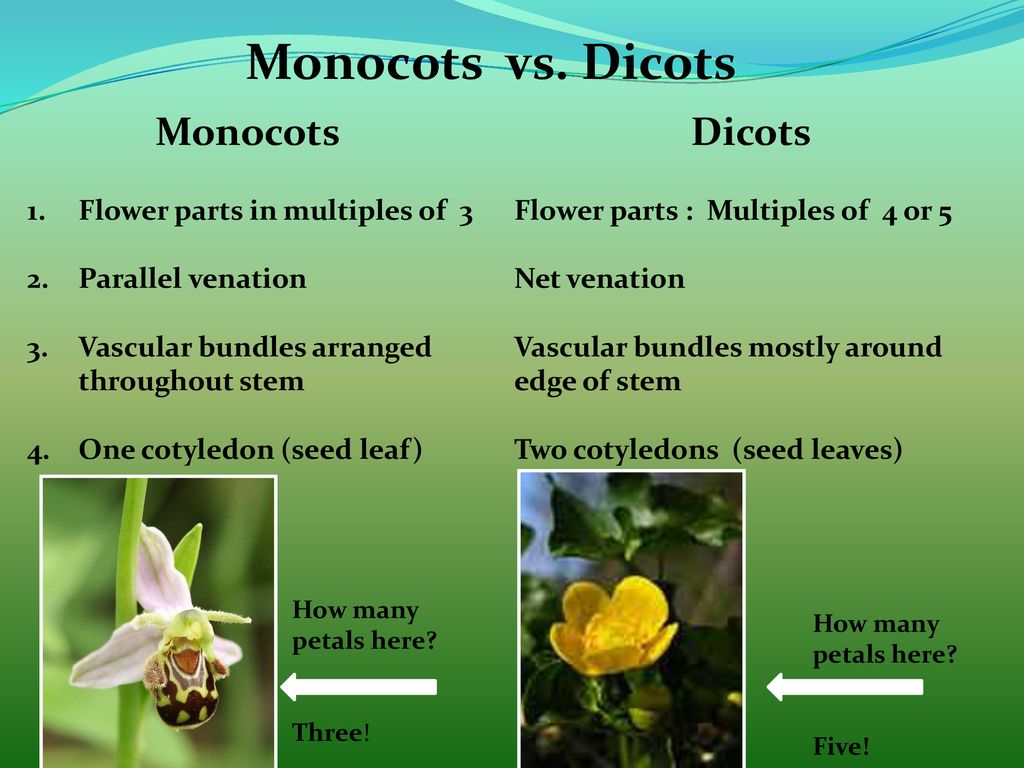 Angiosperms Flowering Plants Ppt Download