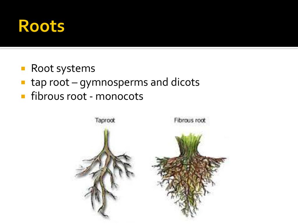 Plants: Structure and Processes - ppt download