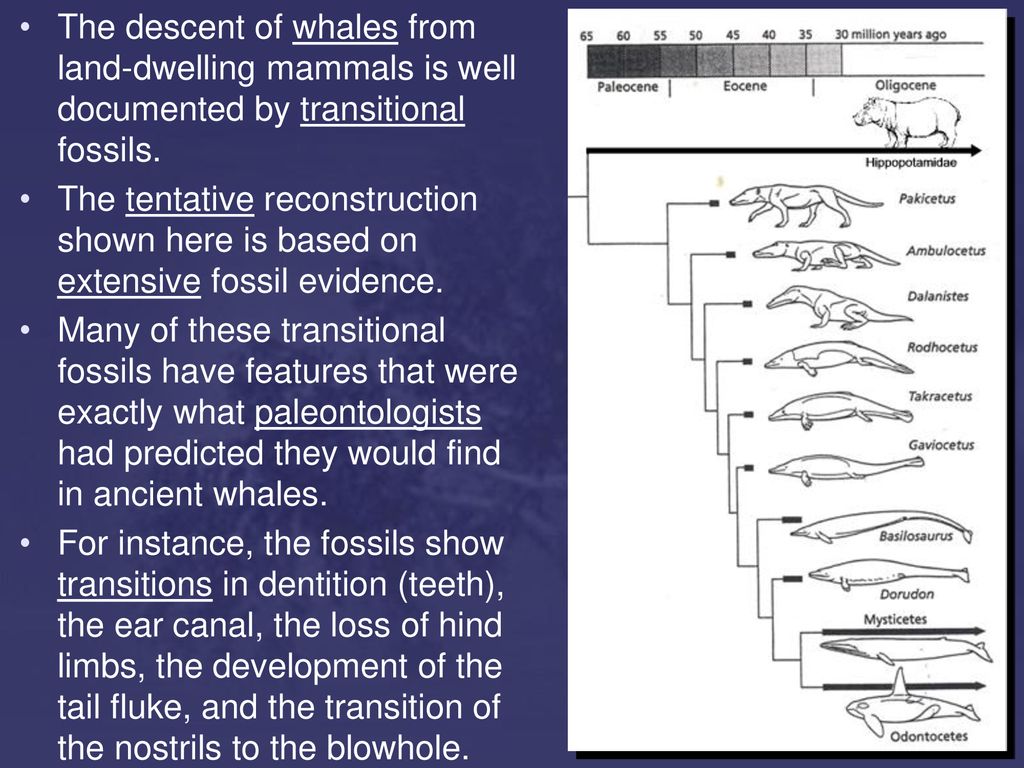 The+descent+of+whales+from+land-dwelling