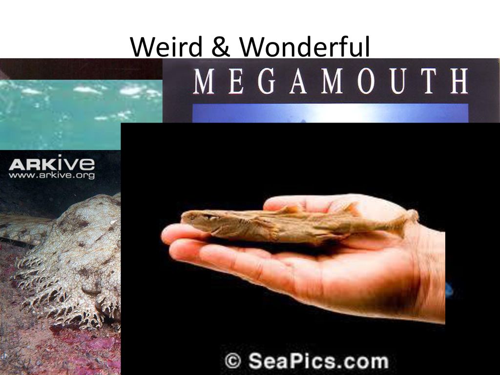 Weird & Wonderful Goblin Shark Frilled Shark Wobbegongs Megamouths
