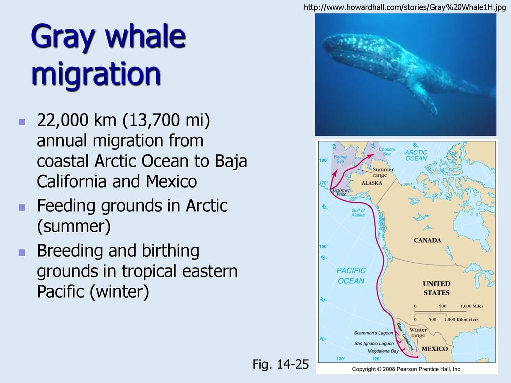 CHAPTER 14 Animals of the Pelagic Environment - ppt download