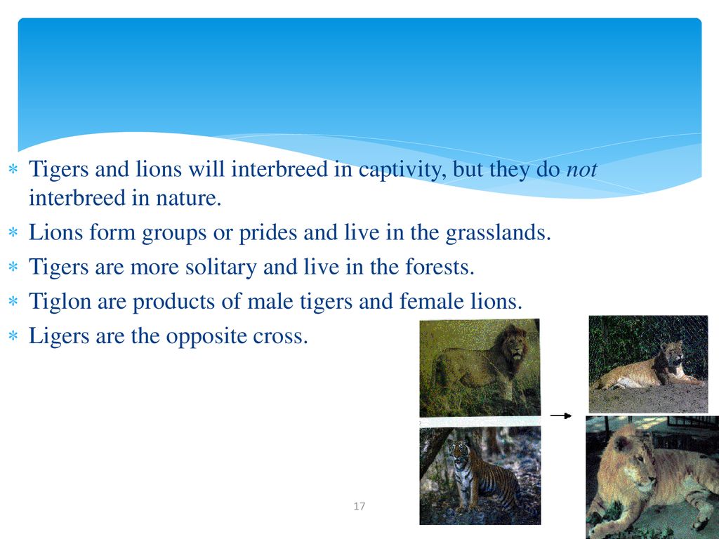 Lions form groups or prides and live in the grasslands.