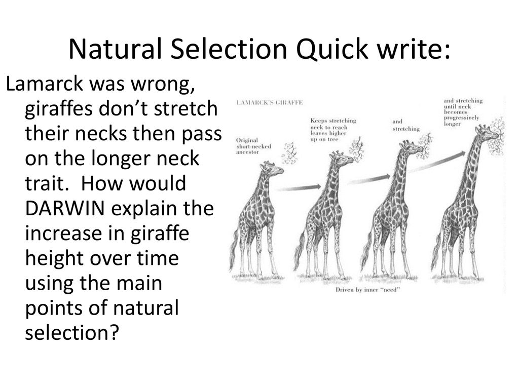 Charles Darwin Studies of Evolution. - ppt download