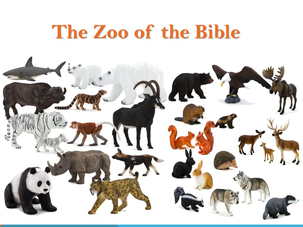 The Zoo of the Bible. The Zoo of the Bible Animals Appear in the Bible From  Beginning to End “Scores of specific animals are named in the Bible. But. -  ppt download