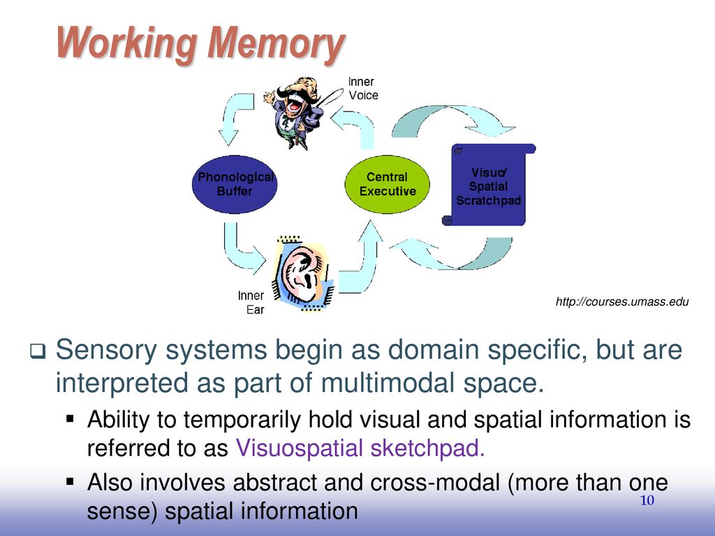 Working Memory   Sensory systems begin as domain specific, but are interpreted as part of multimodal space.