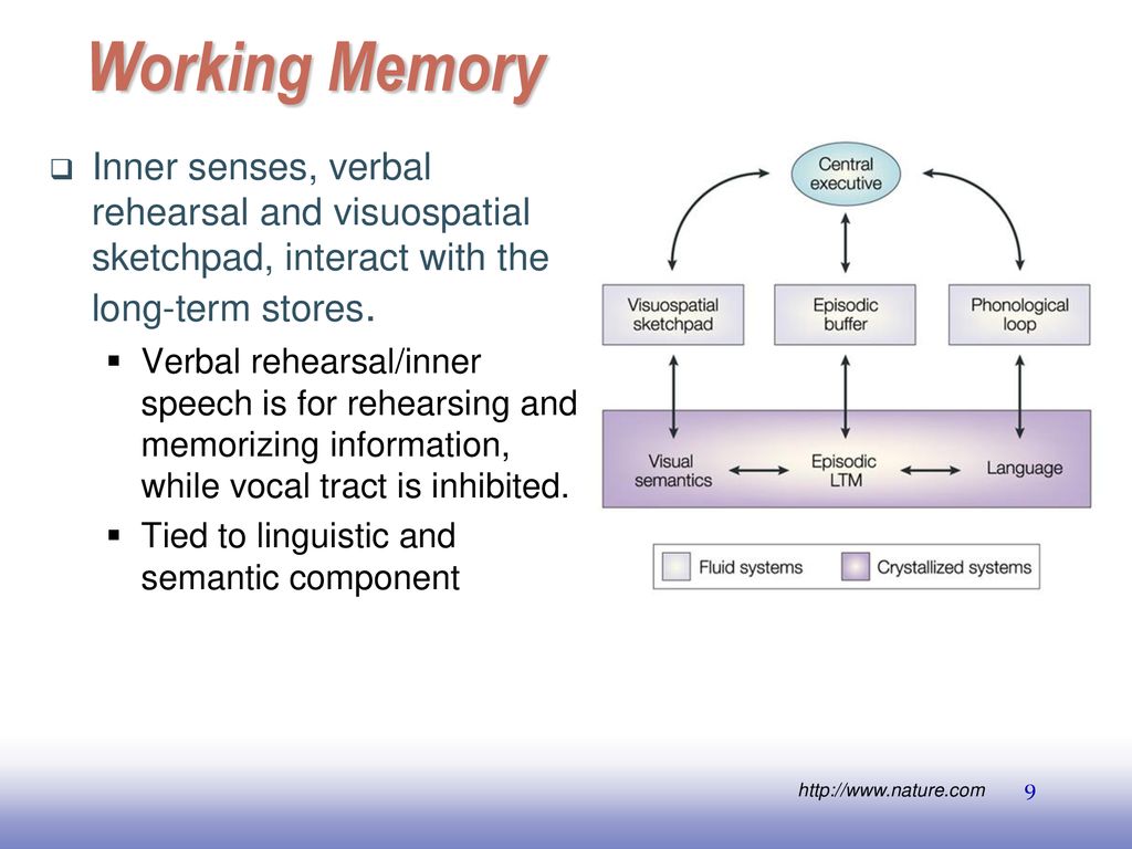 Working Memory Inner senses, verbal rehearsal and visuospatial sketchpad, interact with the long-term stores.