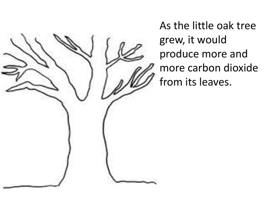 As the little oak tree grew, it would produce more and more carbon dioxide from its leaves.