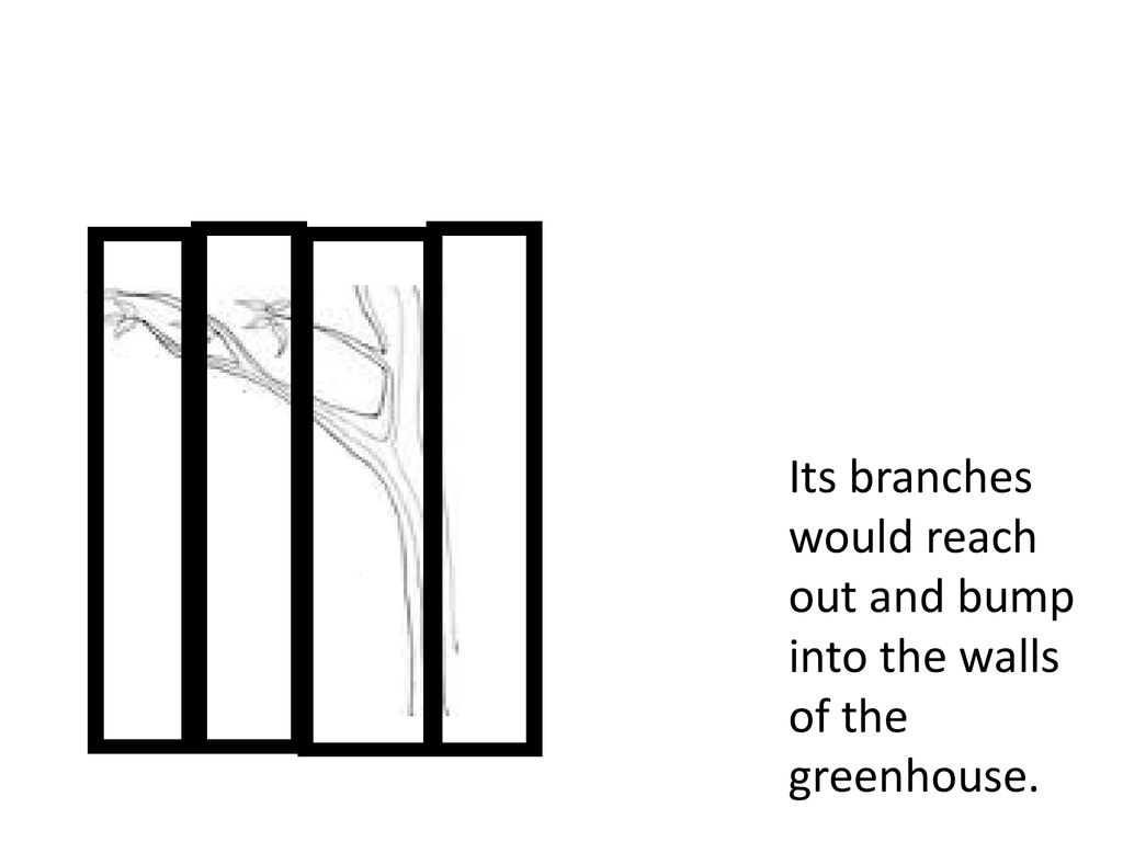 Its branches would reach out and bump into the walls of the greenhouse.