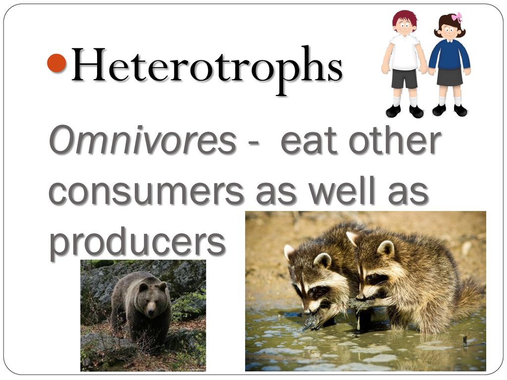 Energy Transfer ppt download Biology Diagrams