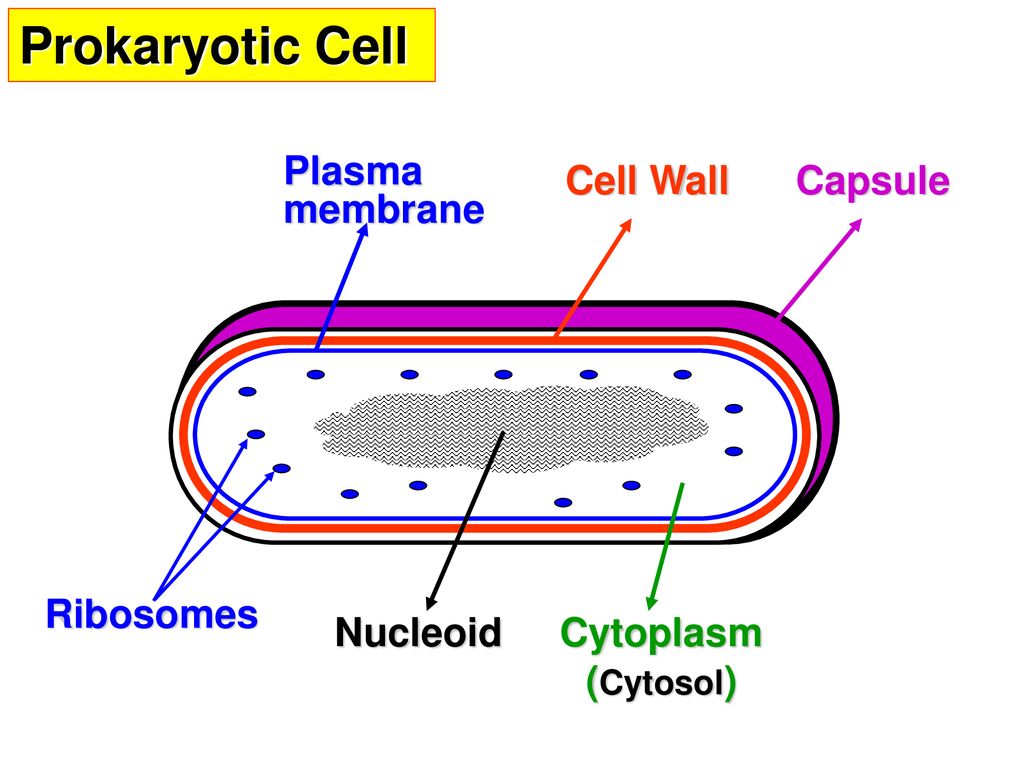 Who Discovered Cell Wall And Cell Membrane