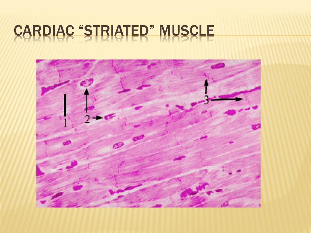 Muscle and nervous tissue - ppt download