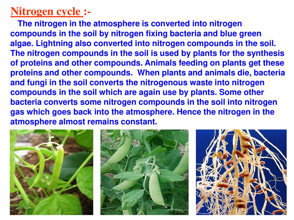 Nitrogen cycle :-
