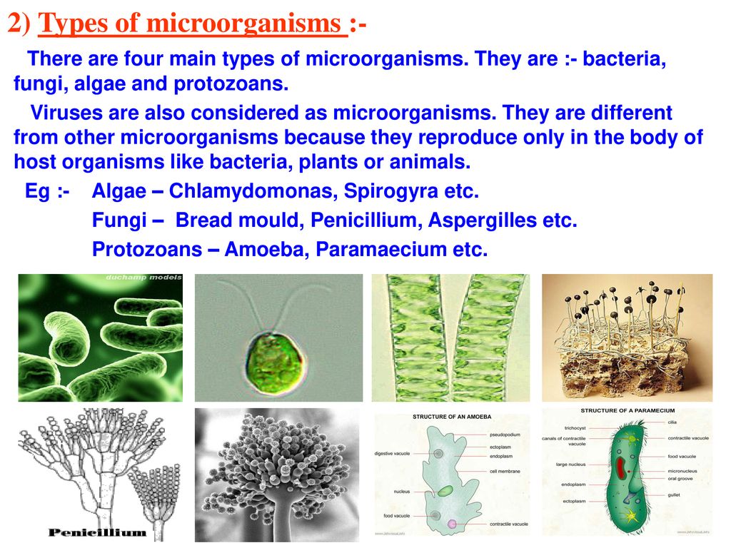 2) Types of microorganisms :-