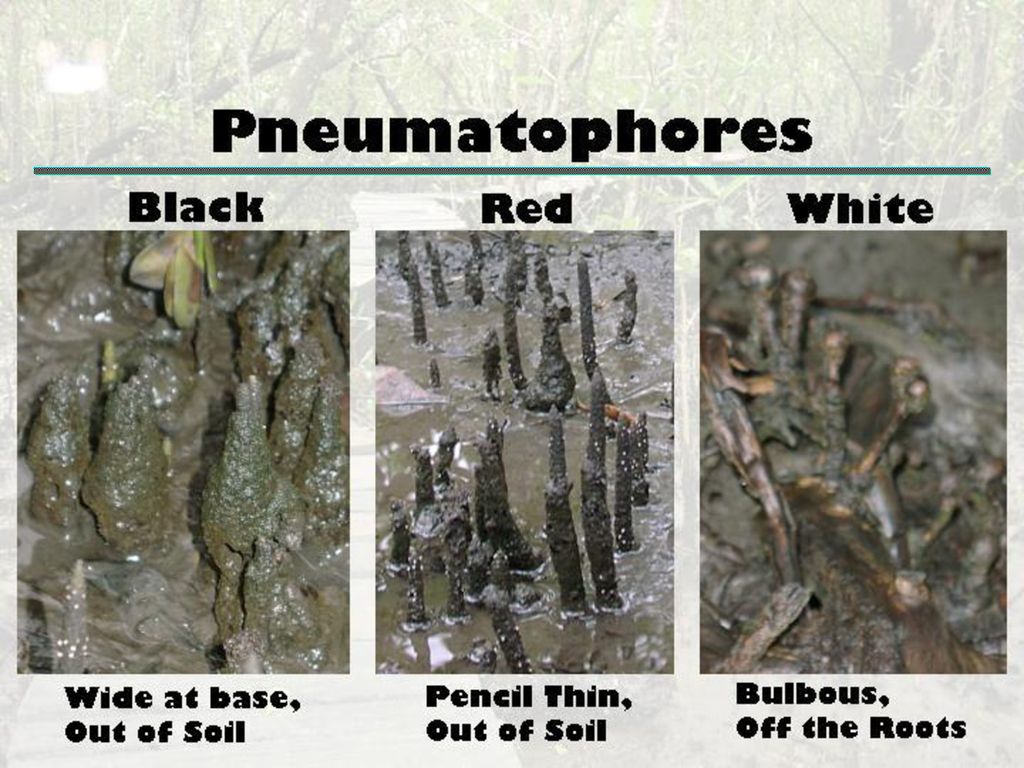 Pneumatophores