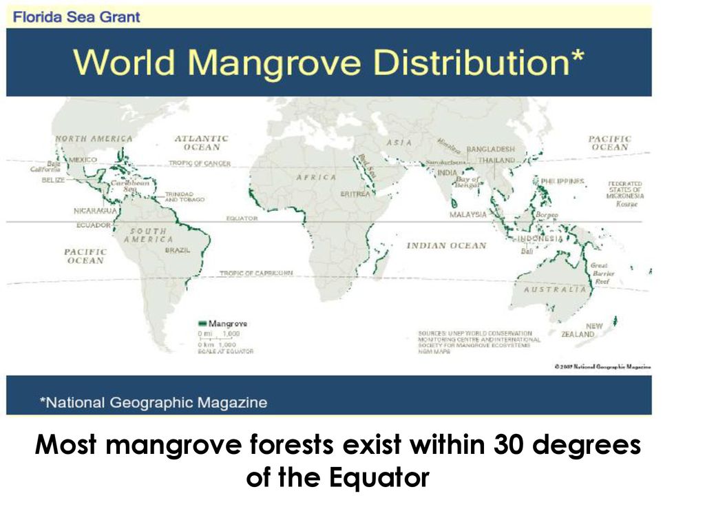Most mangrove forests exist within 30 degrees of the Equator
