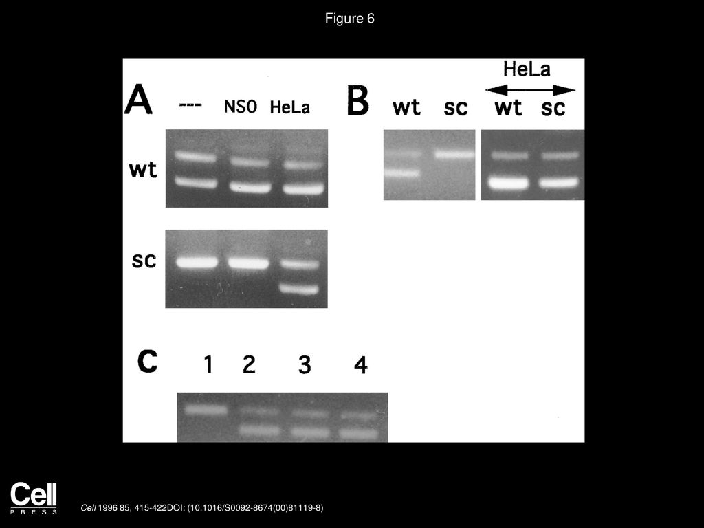 Figure 6 HeLa Cell Nuclear Extracts Do Not Recognize Nonsense Mutations.